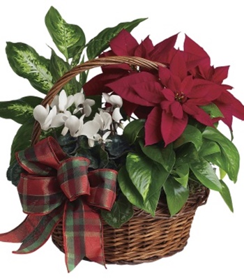 Assorted Christmas Plants Basket With Plaid Organza Bow