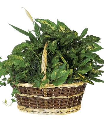 Basket Of Potted Green Plants