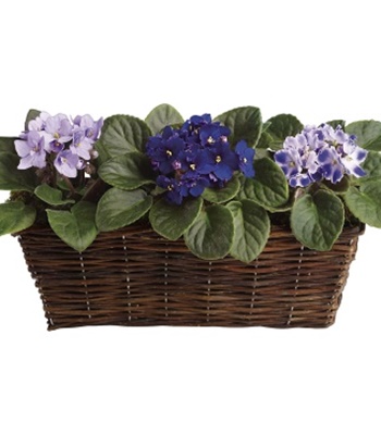 Beautiful Basket Of Plants