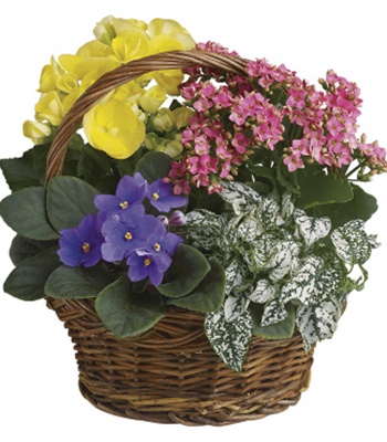 Bountiful Basket Of Mixed Potted Plants