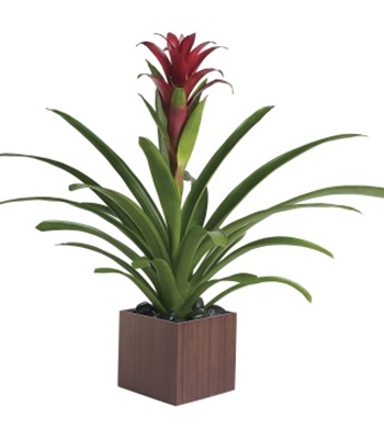 Dramatic Bromeliad Plant In Modern Bamboo Container