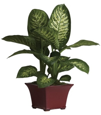 Dieffenbachia Houseplant