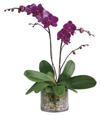 Purple Phalaenopsis Orchids