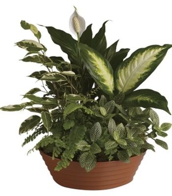 Go Green With Five Unique Potted Houseplants