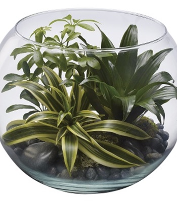 Growing Schefflera And Dracaena Plants