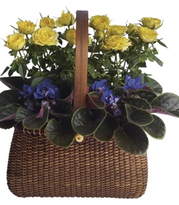 Indoor Garden Plants In Handled Nantucket Basket