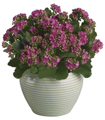 Kalanchoe Tropical Succulent Houseplant