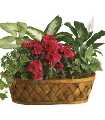 6 Unique Living Houseplants In Wonderful Wicker Basket