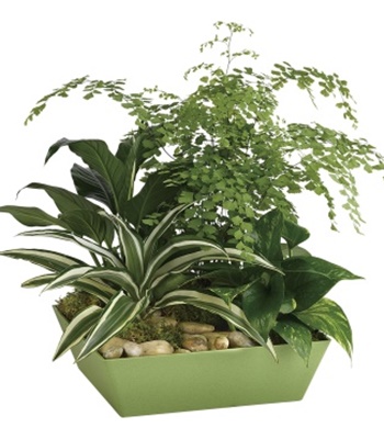 Delicate Maidenhair Fern & Sculptural Dracaena Plants