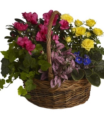 Mixed Blooming Plants In A Basket