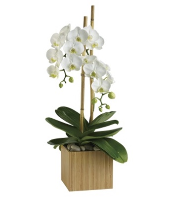 Opulent White Orchid Plant