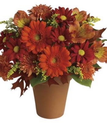 Orange And Gold Flowers