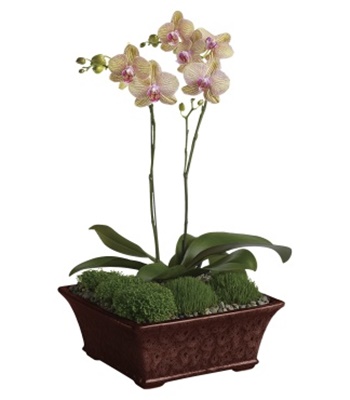 Phalaenopsis Orchids With Decorative Planters