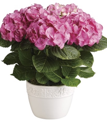 Pink Happy Hydrangea Plant