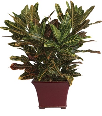 Potted Croton Plant