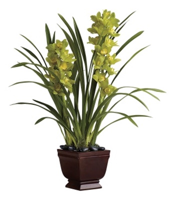 Potted Green Cymbidium Orchid Plant