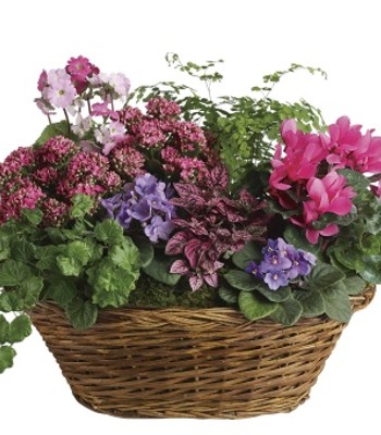 Simply Chic Mixed Flowering Plant Basket