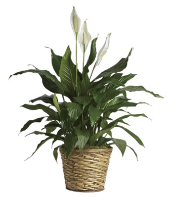 Peace Lily Plant - Medium Size