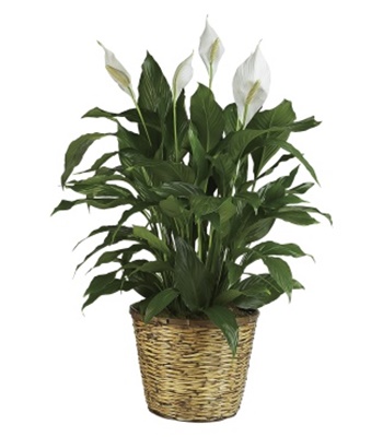 The Spathiphyllum Peace Lily Plant - Large