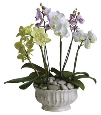 Trio Of Colorful Orchids