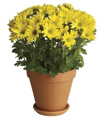 Yellow Daisies In A Terra-Cotta Pot