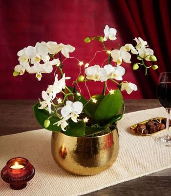 Christmas Orchids in Gold Planter