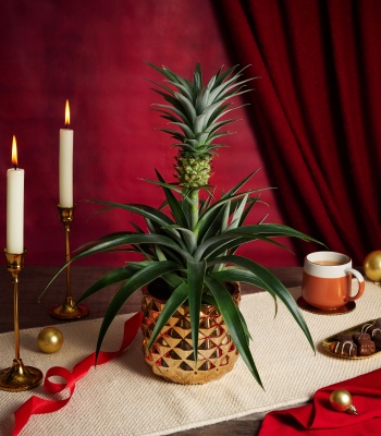 Christmas Pineapple Plant