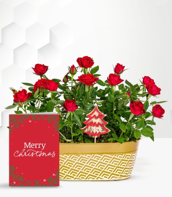 Christmas Red Rose Plant with Christmas Card