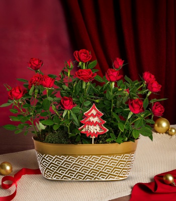 Christmas Rose Planter