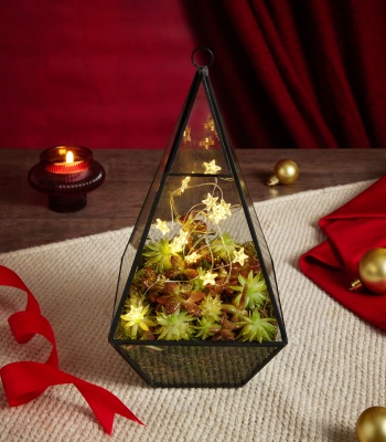 Christmas Terrarium - Organic