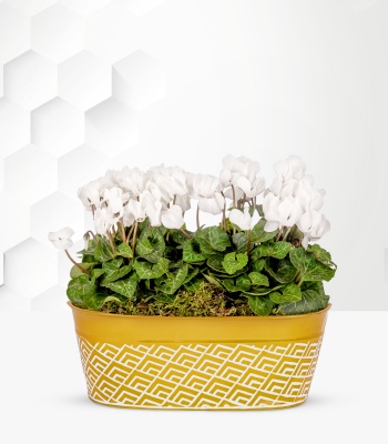 Christmas White Cyclamen Planter