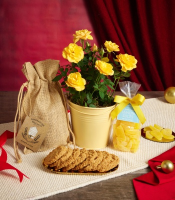 Christmas Yellow Rose Plant Gift Set