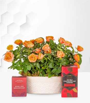 Orange Rose Plant In Planter