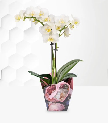 Orchid Plant