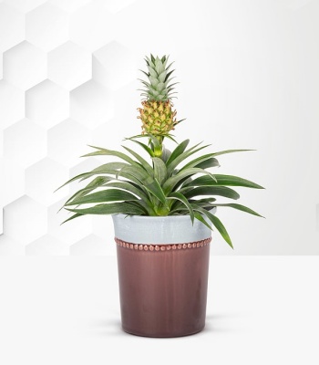 Pineapple Plant