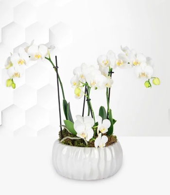 White Orchids