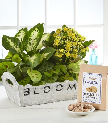 Bloom Dish Garden in Wooden Container