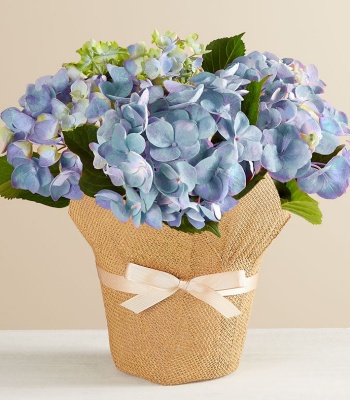 Blue Hydrangea in Natural Wrap