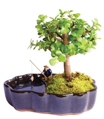 Bonsai Plant