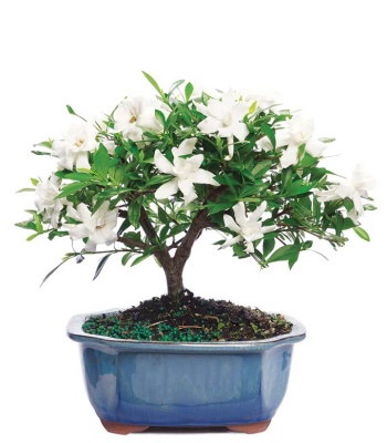 Bonsai Potted Plant