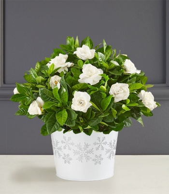 Christmas Gardenia Plant