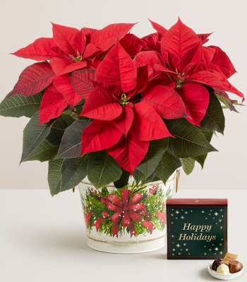 Christmas Poinsettia