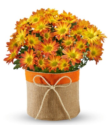 Chrysanthemum Plant