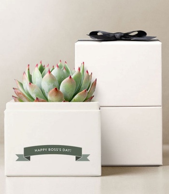 Corporate Gift Succulent Plant