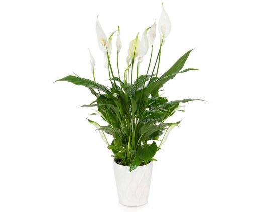 Elegant Peace Lily Plant