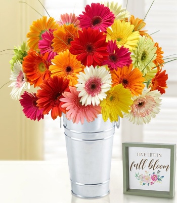 Gerbera Daisy Bouquet