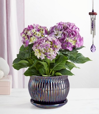 Hydrangea in Ceramic Planter