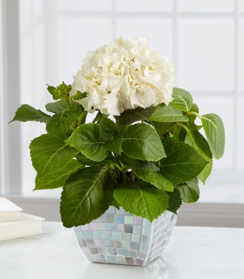 Hydrangea in Mosaic Planter