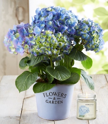 Hydrangea Plant