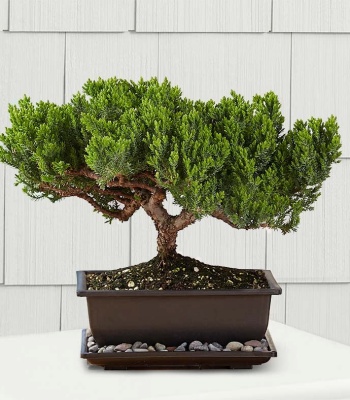 Juniper Bonsai Plant